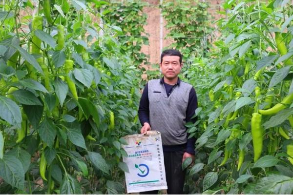 The shed is full of fruits! Good soil, good root and high yi